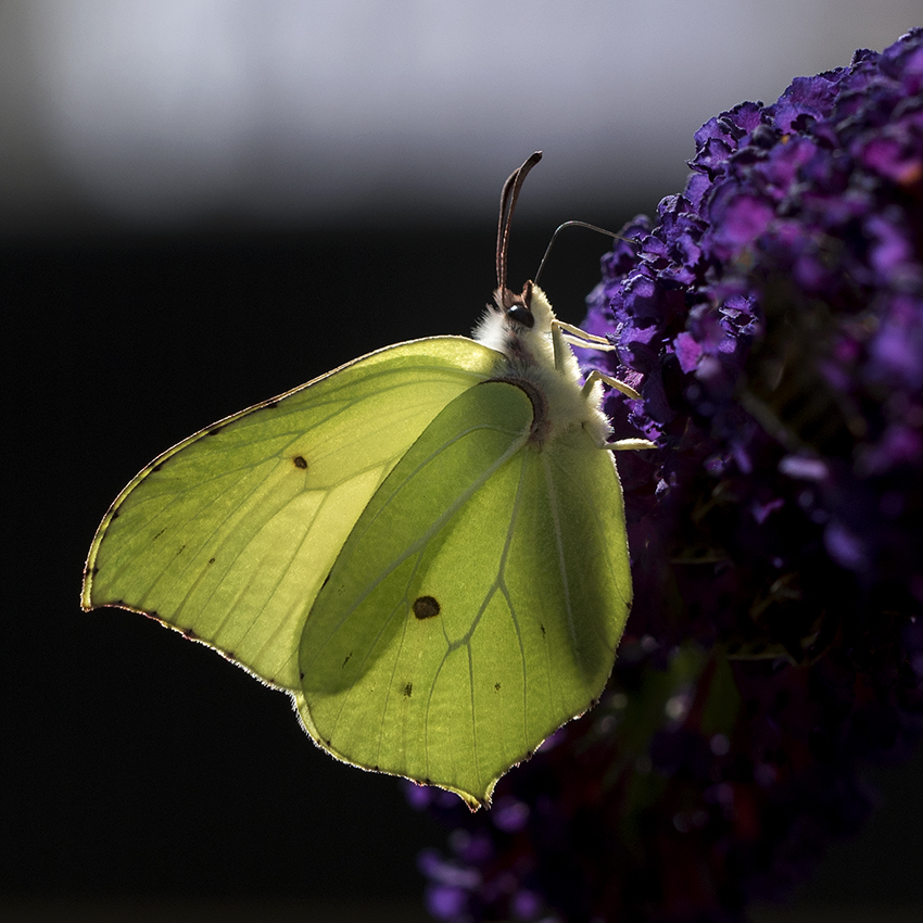 4711 Tiere Schmetterling Biene_KA70684-1 Kopie.jpg